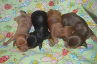DAPPLE Male , a male Miniature Dachshund for sale in Sylvia, KS – 6 of 7