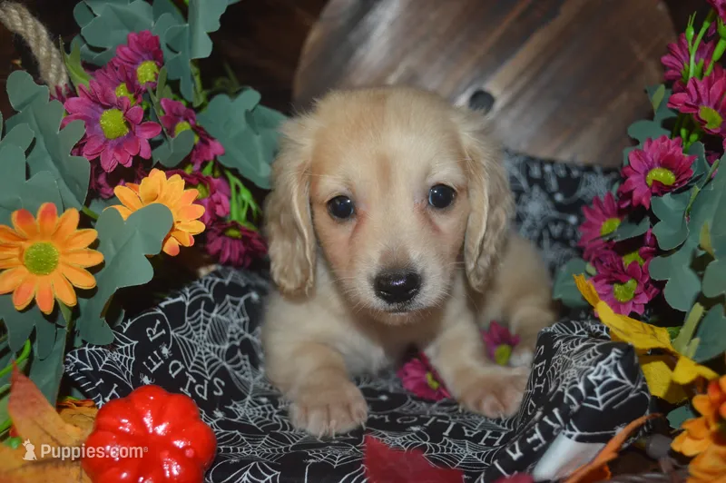 Cream Female AKC/PRA Clear  – Miniature Dachshund puppy for sale in Sylvia, KS