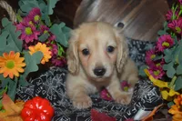 Cream Female AKC/PRA Clear , a female Miniature Dachshund for sale in Sylvia, KS – 1 of 3