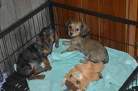 AKC/PRA Clear Male , a male Miniature Dachshund for sale in Sylvia, KS – Photo 3 of 5