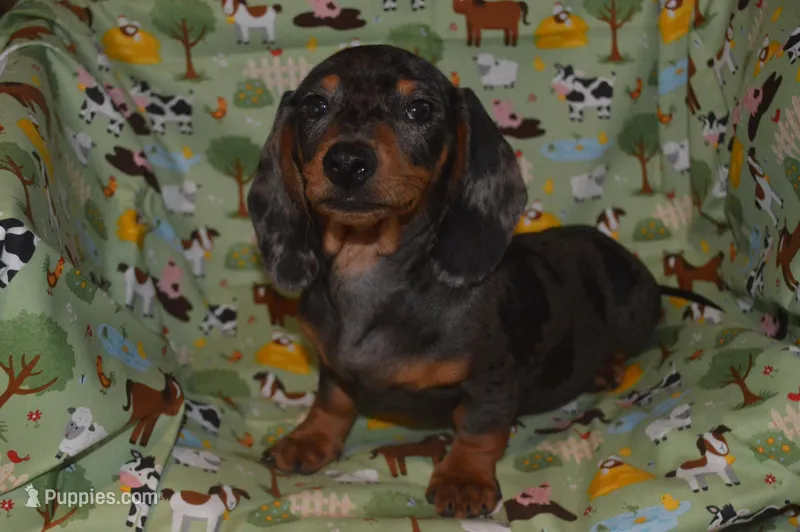 AKC/PRA Clear Male  – Miniature Dachshund puppy for sale in Sylvia, KS
