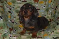 AKC/PRA Clear Male , a male Miniature Dachshund for sale in Sylvia, KS – Photo 1 of 5