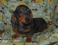 AKC/PRA Clear Male , a male Miniature Dachshund for sale in Sylvia, KS – Photo 5 of 5