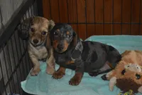 AKC/PRA Clear Male , a male Miniature Dachshund for sale in Sylvia, KS – Photo 2 of 5