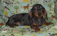 AKC/PRA Clear Male , a male Miniature Dachshund for sale in Sylvia, KS – Photo 4 of 5