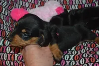 Female BK/TAN AKC/PRA Clear , a female Miniature Dachshund for sale in Sylvia, KS – Photo 3 of 6