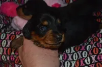 Female BK/TAN AKC/PRA Clear , a female Miniature Dachshund for sale in Sylvia, KS – Photo 6 of 6