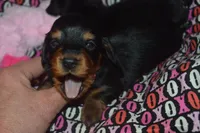 Female BK/TAN AKC/PRA Clear , a female Miniature Dachshund for sale in Sylvia, KS – Photo 4 of 6