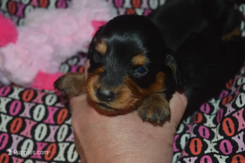 Female BK/TAN AKC/PRA Clear 