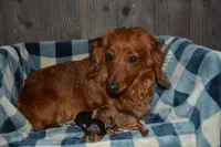 Shelly Trio, a female Dachshund for sale in Sylvia, KS – Photo 3 of 4