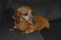 Shelly Trio, a female Dachshund for sale in Sylvia, KS – Photo 1 of 4