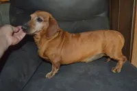 Shelly Trio, a female Dachshund for sale in Sylvia, KS – Photo 2 of 4