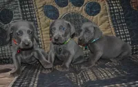 AKC Blue Male , a male Weimaraner for sale in Sylvia, KS – 4 of 4