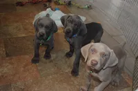 Victoria , a female Weimaraner for sale in Sylvia, KS – 2 of 4