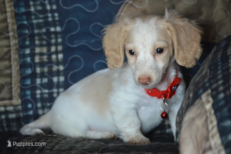 Conner AKC/PRA Clear  – Miniature Dachshund puppy for sale in Sylvia, KS