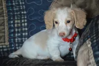 Conner AKC/PRA Clear , a male Miniature Dachshund for sale in Sylvia, KS – 1 of 5