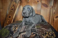 Blue Male , a male Weimaraner for sale in Sylvia, KS – 5 of 6