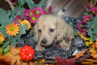 Cream Female AKC/PRA Clear , a female Miniature Dachshund for sale in Sylvia, KS – 3 of 3