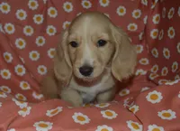 Cream AKC/PRA Clear Male , a male Miniature Dachshund for sale in Sylvia, KS – 3 of 4