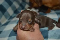 Chocolate Tan Male, a male Miniature Dachshund for sale in Sylvia, KS – 2 of 4