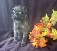 Male 1, a male Brussels Griffon for sale in Sylvia, KS – 1 of 1