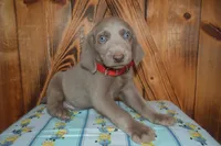 Silver Longhair Male , a male Weimaraner for sale in Sylvia, KS – 4 of 5