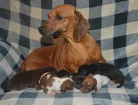 Chocolate Tan Male, a male Miniature Dachshund for sale in Sylvia, KS – 4 of 4