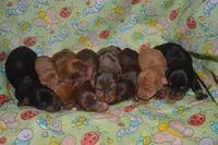 Black and Tan Female , a male Miniature Dachshund for sale in Sylvia, KS – 2 of 4