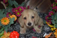 Cream Female AKC/PRA Clear , a female Miniature Dachshund for sale in Sylvia, KS – 2 of 3