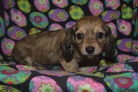 Shaded Cream Female , a female Miniature Dachshund for sale in Sylvia, KS – Photo 2 of 4