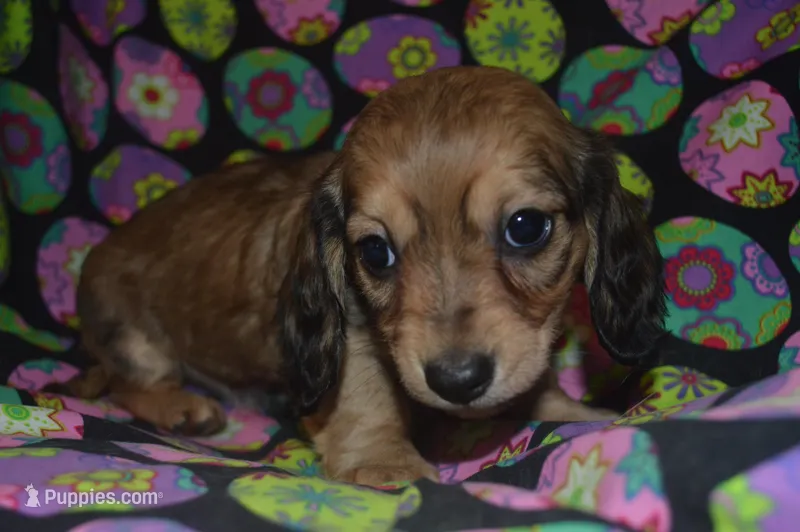 Shaded Cream Female  – Miniature Dachshund puppy for sale in Sylvia, KS