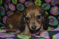 Shaded Cream Female , a female Miniature Dachshund for sale in Sylvia, KS – Photo 1 of 4