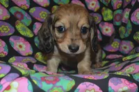 Shaded Cream Female , a female Miniature Dachshund for sale in Sylvia, KS – Photo 4 of 4
