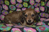 Shaded Cream Female , a female Miniature Dachshund for sale in Sylvia, KS – Photo 3 of 4