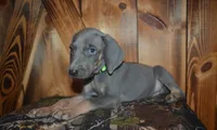 MOH Blue Male , a male Weimaraner for sale in Sylvia, KS – 6 of 9