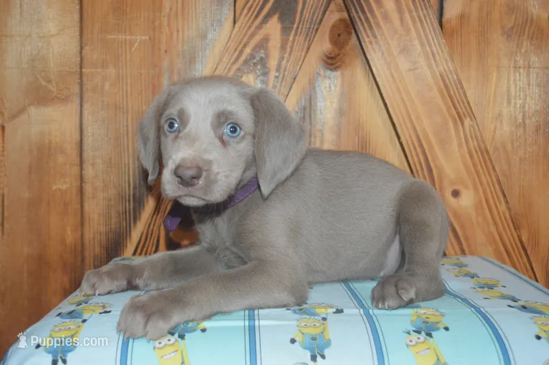 Longhair Female   – Weimaraner puppy for sale in Sylvia, KS