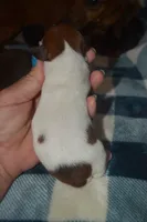 Pie Female , a female Miniature Dachshund for sale in Sylvia, KS – 3 of 7