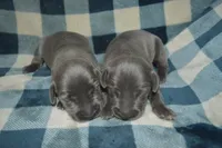 Blue Female AKC , a female Weimaraner for sale in Sylvia, KS – 4 of 8