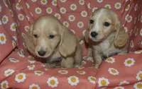 Cream AKC/PRA Clear Male , a male Miniature Dachshund for sale in Sylvia, KS – 2 of 4