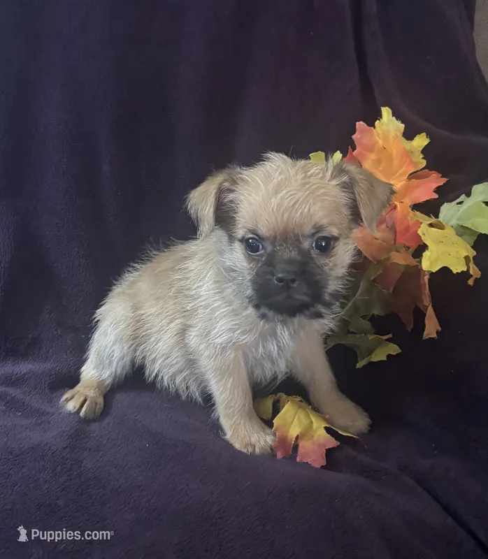 Male 2 – Brussels Griffon puppy for sale in Sylvia, KS