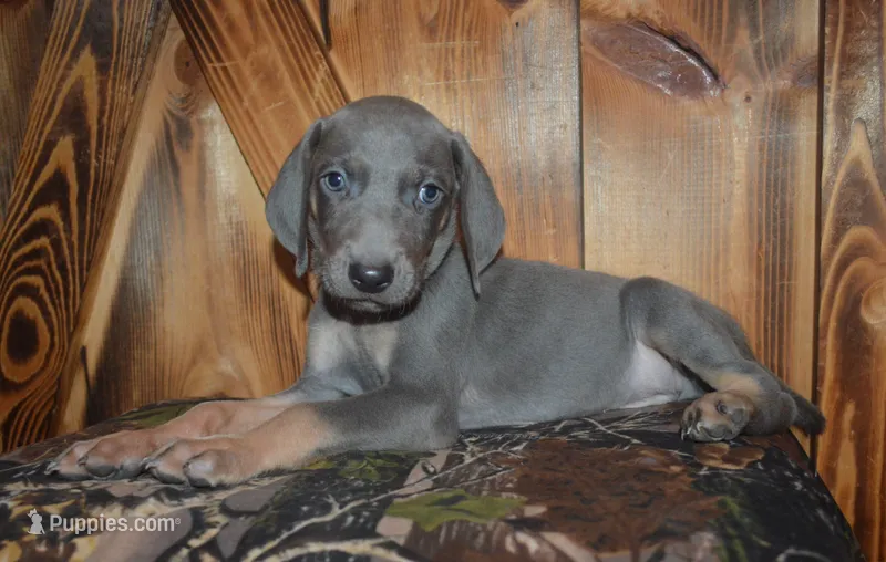 MOH Blue Male  – Weimaraner puppy for sale in Sylvia, KS
