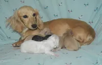 Cream Female AKC/PRA Clear , a female Miniature Dachshund for sale in Sylvia, KS – 5 of 5