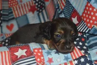 LH Male AKC/PRA Clear , a male Miniature Dachshund for sale in Sylvia, KS – 5 of 7