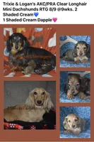 Shaded Cream Male , a male Miniature Dachshund for sale in Sylvia, KS – 4 of 4