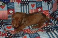 Dapple Female PRA Clear, a female Miniature Dachshund for sale in Sylvia, KS – 2 of 8