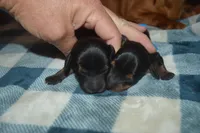 BK/Tan Male , a male Miniature Dachshund for sale in Sylvia, KS – 2 of 4