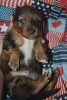 Dapple LH Male AKC/PRA Clear , a male Miniature Dachshund for sale in Sylvia, KS – 3 of 7