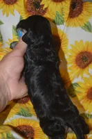 BK/Cream AKC/PRA Clear , a female Miniature Dachshund for sale in Sylvia, KS – 3 of 6
