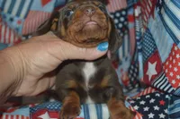 Chocolate Tan AKC/PRA Clear , a male Miniature Dachshund for sale in Sylvia, KS – 6 of 8