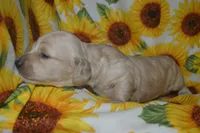 Cream Male AKC/PRA Clear  , a male Miniature Dachshund for sale in Sylvia, KS – 3 of 5